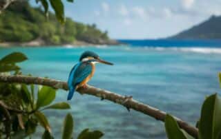 Car rental Beau Vallon Seychelles